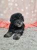 F1B Bichpoo For Sale Sugarcreek OH Oreo-Female