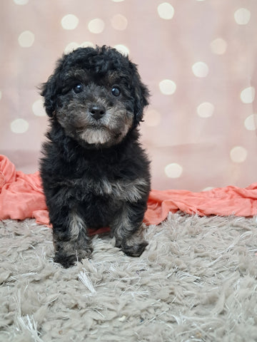 F1B Bichpoo For Sale Sugarcreek OH Oreo-Female