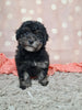 F1B Bichpoo For Sale Sugarcreek OH Oreo-Female