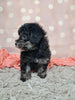 F1B Bichpoo For Sale Sugarcreek OH Oreo-Female