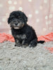 F1B Bichpoo For Sale Sugarcreek OH Oreo-Female