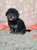F1B Bichpoo For Sale Sugarcreek OH Oreo-Female