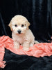 F1B Bichpoo For Sale Sugarcreek OH Nova-Female
