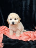 F1B Bichpoo For Sale Sugarcreek OH Nova-Female
