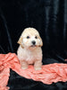 F1B Bichpoo For Sale Sugarcreek OH Nova-Female