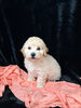 F1B Bichpoo For Sale Sugarcreek OH Nova-Female