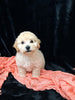 F1B Bichpoo For Sale Sugarcreek OH Nova-Female