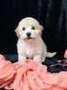 F1B Bichpoo For Sale Sugarcreek OH Nova-Female