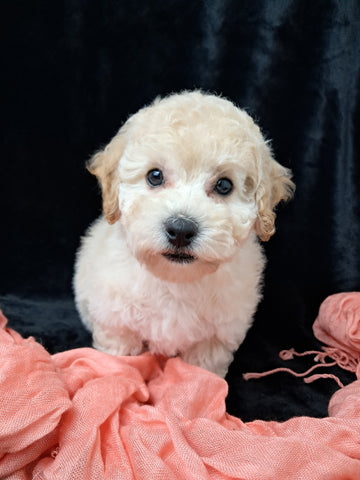 F1B Bichpoo For Sale Sugarcreek OH Nova-Female