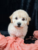 F1B Bichpoo For Sale Sugarcreek OH Nova-Female