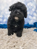 F1B Bichpoo For Sale Sugarcreek OH Otis-Male