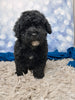 F1B Bichpoo For Sale Sugarcreek OH Otis-Male