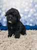F1B Bichpoo For Sale Sugarcreek OH Otis-Male