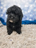 F1B Bichpoo For Sale Sugarcreek OH Otis-Male