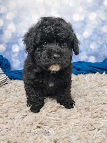 F1B Bichpoo For Sale Sugarcreek OH Otis-Male