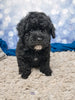 F1B Bichpoo For Sale Sugarcreek OH Otis-Male
