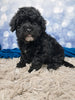 F1B Bichpoo For Sale Sugarcreek OH Otis-Male