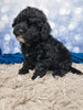 F1B Bichpoo For Sale Sugarcreek OH Otis-Male