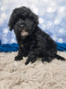 F1B Bichpoo For Sale Sugarcreek OH Otis-Male