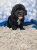 F1B Bichpoo For Sale Sugarcreek OH Tucker-Male