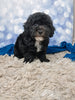 F1B Bichpoo For Sale Sugarcreek OH Tucker-Male