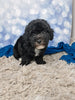 F1B Bichpoo For Sale Sugarcreek OH Tucker-Male