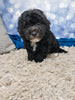 F1B Bichpoo For Sale Sugarcreek OH Tucker-Male