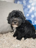 F1B Bichpoo For Sale Sugarcreek OH Tucker-Male