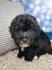 F1B Bichpoo For Sale Sugarcreek OH Tucker-Male