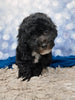 F1B Bichpoo For Sale Sugarcreek OH Tucker-Male