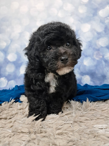 F1B Bichpoo For Sale Sugarcreek OH Tucker-Male