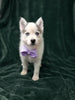 Pomsky for Sale Sugarcreek OH Female Sky