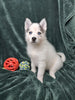 Pomsky for Sale Sugarcreek OH Female Sky