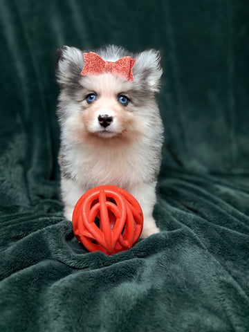 Pomsky For Sale Suagrcreek OH Male Aspen