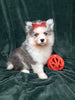 Pomsky For Sale Suagrcreek OH Male Aspen