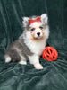 Pomsky For Sale Suagrcreek OH Male Aspen