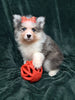 Pomsky For Sale Suagrcreek OH Male Aspen