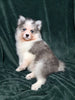 Pomsky For Sale Suagrcreek OH Male Aspen