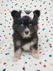 Pomsky For Sale Sugarcreek OH Male Bear