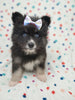 Pomsky For Sale Sugarcreek OH Male Bear