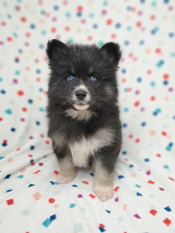 Pomsky For Sale Sugarcreek OH Male Bear
