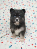 Pomsky For Sale Sugarcreek OH Male Bear