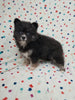 Pomsky For Sale Sugarcreek OH Male Bear