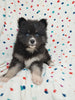 Pomsky For Sale Sugarcreek OH Male Bear