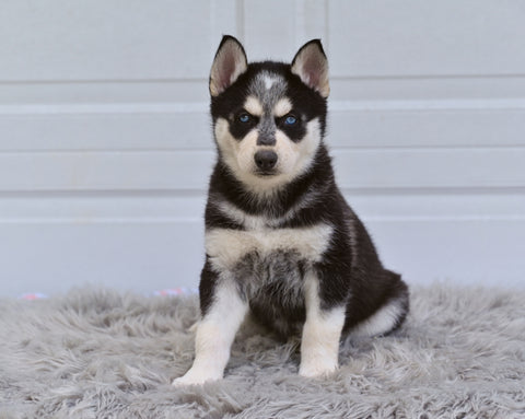 German Shepherd-Siberian Husky For Sale Holmesville OH Austin