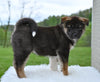 AKC Akita For Sale Millersburg Ohio Female-Amber