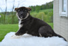 AKC Akita For Sale Millersburg Ohio Female-Amber