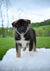 AKC Akita For Sale Millersburg Ohio Female-Amber