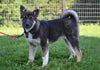 AKC Akita For Sale Millersburg Ohio Female-Amber