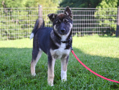 AKC Akita For Sale Millersburg Ohio Female-Amber